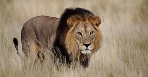 Hunting in Africa: to ban or not to ban is the question