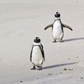 Plan to address decrease in African Penguin