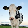 Fairfield Dairy to withdraw 'free range' claims