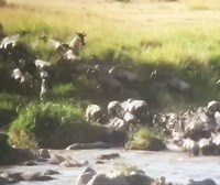 Wildebeest migration captured using HerdTracker