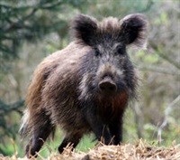 Wild boars in Wales? ,