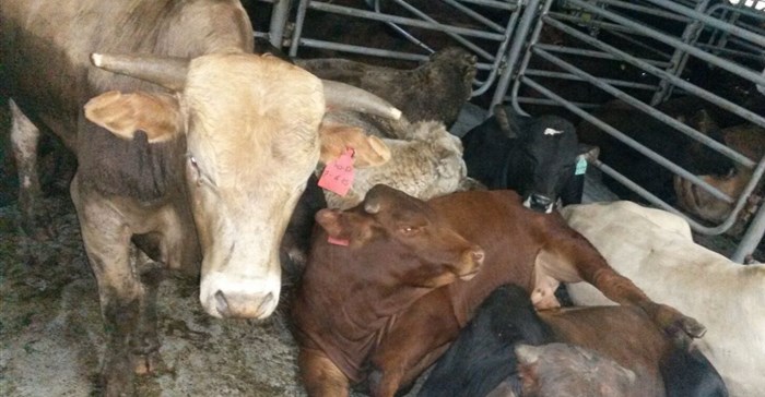 NSPCA calls for stop to live export