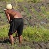 Minimum wage 'hurt' farm workers