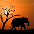Poaching prompts a review of Africa's transfrontier parks