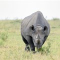 Free State winning fight against rhino poachers