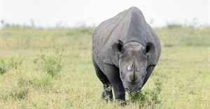 Free State winning fight against rhino poachers
