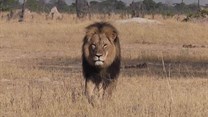 Cecil the lion's killer: a PR brief too hot to handle?