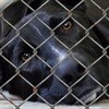 Welkom SPCA calls for support