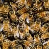 Bee disease decimates stock in CT