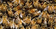 Bee disease decimates stock in CT