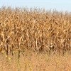 SA 2015 maize output edges up 0.8% to 9.83-million tons