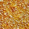 Maize crop negatively impacted by drought