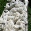 Wool market strengthens