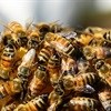 Act now to protect Western Cape's bees