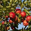 Ceres Fruit Growers, union set to return to negotiation table