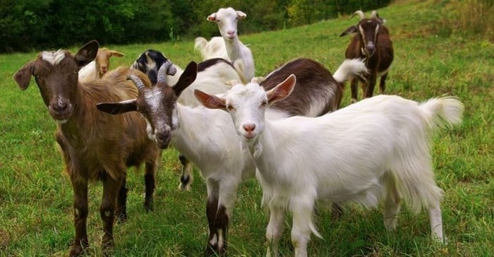 India's goat sellers flock to Internet this Eid