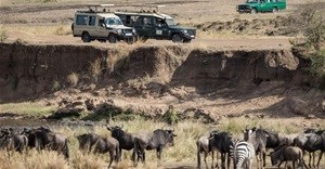 Follow the great wildebeest migration in Kenya