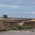 Watch the great Wildebeest migration live broadcast