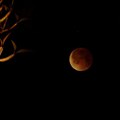 [Biz Online Insights] What SA thinks of blood moons, supermoons and lunar eclipse