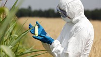 15 EU nations opt to stay GMO-free