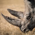 Storm over save rhinos advert