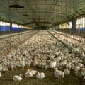 US senators concerned with SA's failure to meet US Poultry imports deadline
