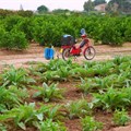 More pressure on smallholder farmers