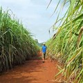 State mulls drought relief for sugarcane farmers