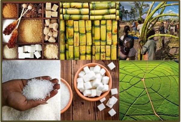 A sticky situation: SA's sugar industry woes