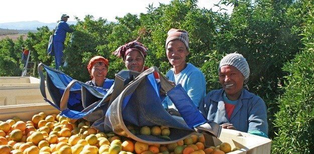 Orange pickers