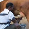 Drought could milk indebted farmers dry