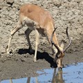 SANParks prepares for drought