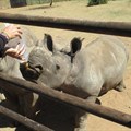 R1.385m allocation to rhino conservation by MyPlanet Rhino Fund