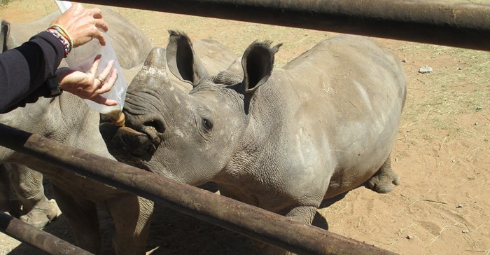 R1.385m allocation to rhino conservation by MyPlanet Rhino Fund
