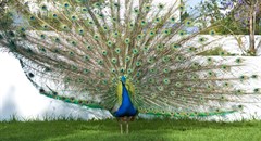 If you've got it, flaunt it!