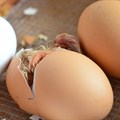 Quantum solves chicken and egg riddle