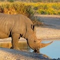 Govt to appeal judgment on rhino horn trade