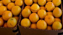 Syria to export 700,000 tons of citrus to Russia: official