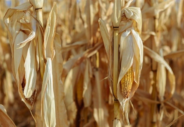 Drought stricken maize crop © Andrew Stepovoy –