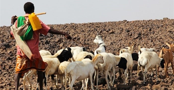 Pastoralist communities in the Horn of Africa are some of the hardest hit by the drought. They rely on livestock for income and food, and the lack of water only increases their existing vulnerability. © Katherine Bundra Roux/IFRC (p-DJI0104)