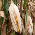 FAO issues food security alert for southern Africa