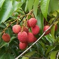 SA exports first air shipment of litchis to US