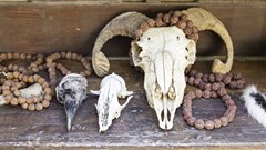 'Dead-goat syndrome' anyone? © Sergio Barrios –
