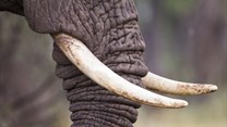Law enforcers seize 32 tons of illegal ivory in 2015