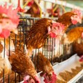 US poultry exports exempt from Indiana avian flu outbreak
