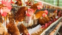 US poultry exports exempt from Indiana avian flu outbreak