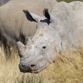 National rhino horn trade remains legal in SA