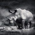 Rhino poaching figures stabilise - DEA