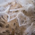 Wool market unchanged at record high