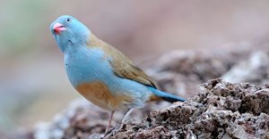 Is Twitter the blue bird of happiness? © Nadezhda Tarasevich –